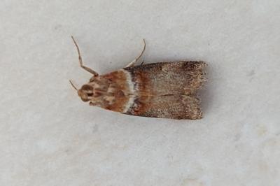 <i>Acrobasis tumidana</i>