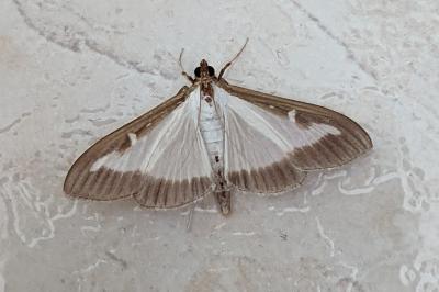 <i>Cydalima perspectalis</i>