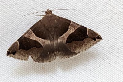<i>Dysgonia algira</i>