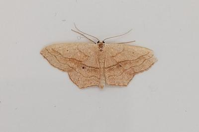 <i>Scopula imitaria</i>