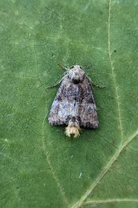 <i>Mesoligia furuncula</i>