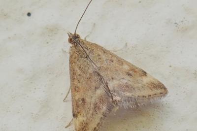 <i>Pyrausta despicata</i>