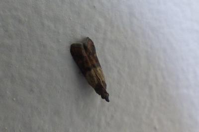 <i>Plodia interpunctella</i>