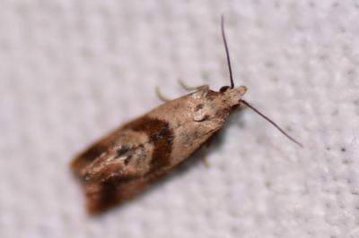 <i>Falseuncaria ruficiliana</i>