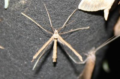 <i>Agdistis</i>