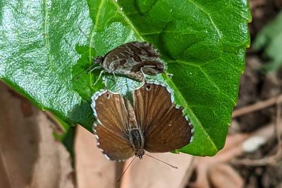 <i>Cacyreus marshalli</i>