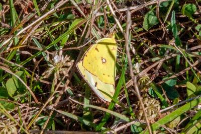 <i>Colias crocea</i>