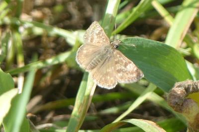 <i>Erynnis tages</i>