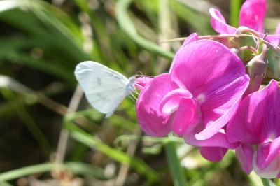 <i>Leptidea sinapis</i>