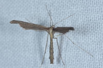 <i>Agdistis</i>