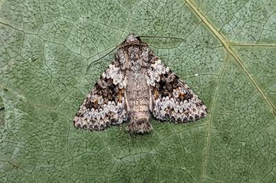 <i>Hecatera dysodea</i>