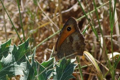 <i>Pyronia tithonus</i>