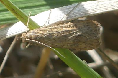 <i>Nomophila noctuella</i>