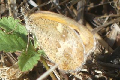 <i>Pyronia tithonus</i>