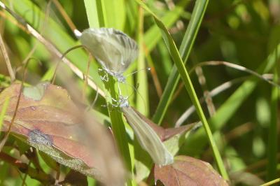 <i>Leptidea sinapis</i>