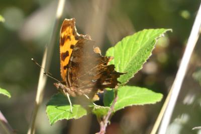 <i>Polygonia c-album</i>