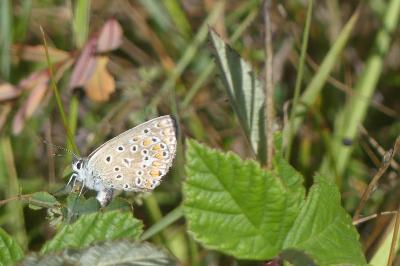 <i>Polyommatus icarus</i>