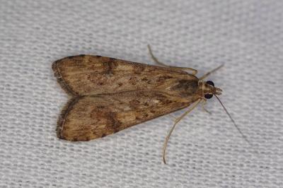 <i>Nomophila noctuella</i>