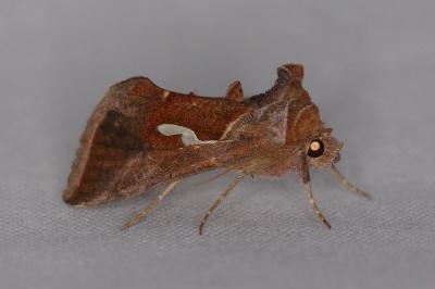 <i>Macdunnoughia confusa</i>