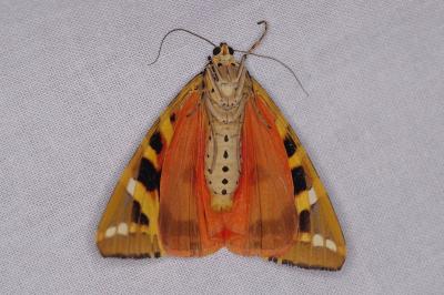 <i>Euplagia quadripunctaria</i>