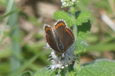 <i>Aricia agestis</i>