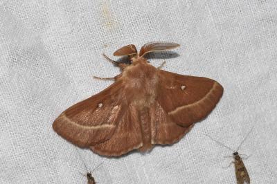 <i>Lasiocampa trifolii</i>