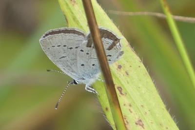 <i>Cupido alcetas</i>