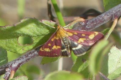 <i>Pyrausta purpuralis</i>