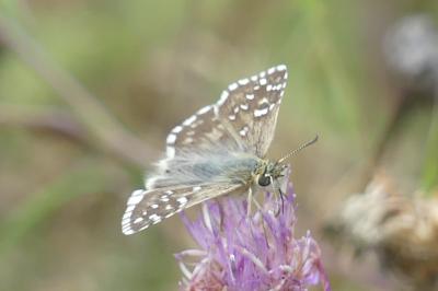 <i>Pyrgus armoricanus</i>