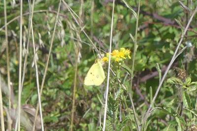 <i>Colias crocea</i>