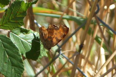 <i>Polygonia c-album</i>