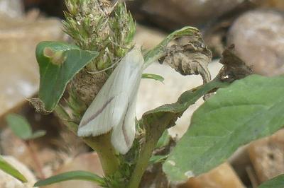 <i>Rhodometra sacraria</i>