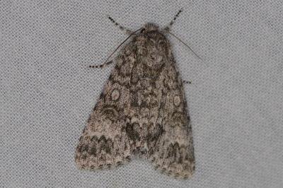 <i>Acronicta megacephala</i>