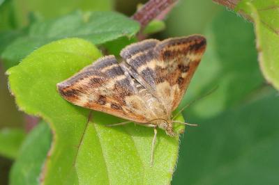 <i>Pyrausta despicata</i>