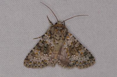 <i>Hecatera dysodea</i>