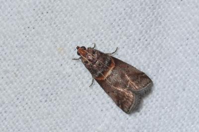 <i>Acrobasis advenella</i>