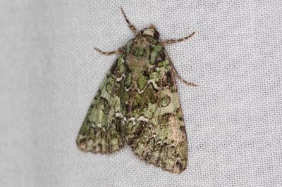 <i>Polyphaenis sericata</i>