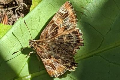 <i>Carcharodus alceae</i>