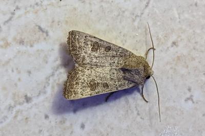 <i>Hoplodrina ambigua</i>