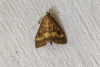 <i>Ostrinia nubilalis</i>