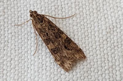 <i>Nomophila noctuella</i>