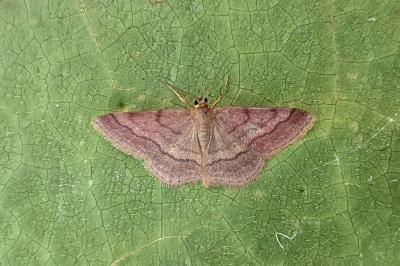 <i>Scopula rubiginata</i>
