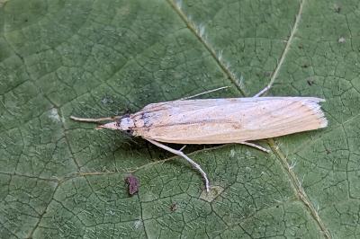 <i>Agriphila inquinatella</i>