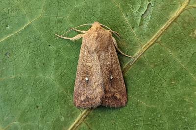 <i>Mythimna albipuncta</i>