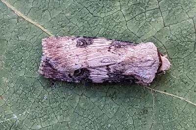 <i>Agrotis puta</i>