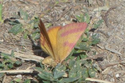 <i>Lythria purpuraria</i>