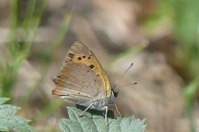 <i>Lycaena phlaeas</i>