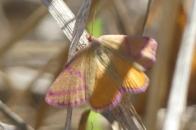 <i>Lythria purpuraria</i>
