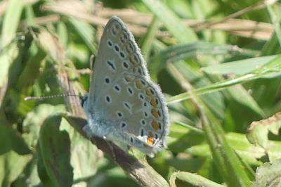 <i>Polyommatus icarus</i>