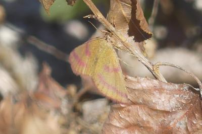 <i>Lythria purpuraria</i>